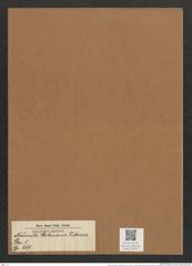 Navicula stokesiana O'Meara (de-Toni-Nr.: Genus 1, Species 669) Zeichnungen Sammlung Grunow Mappe 00572 (Herbarium_W_Grunow_drawings_Folder_00572)